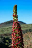 ein rot Blume mit Grün Blätter im das Mitte von ein Feld foto