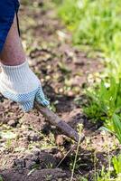 alt Mann entwurzelt Hacke Unkraut im seine Garten foto