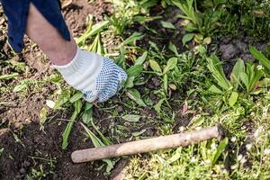 alt Mann Hände Entwurzelung Unkraut im seine Garten foto