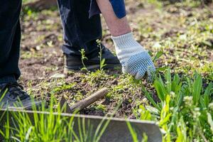 alt Mann Hände Entwurzelung Unkraut im seine Garten foto