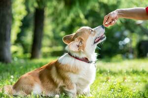 ein Mädchen ist Fütterung ihr Hund ein Corgi Hund im ein Park auf ein gehen foto