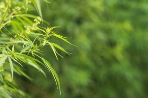 frisch Marihuana Blätter wachsend im Natur durch das Straße foto