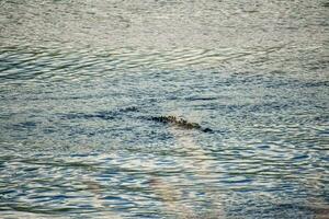 Wasser mit klein Wellen foto