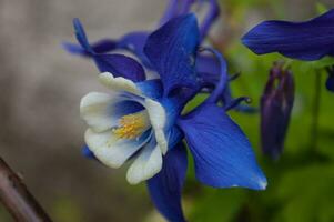 Blumen im Loire foto