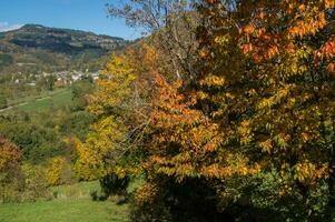 fallen im auvergne foto