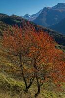 Herbst im schweizerisch Alpen foto