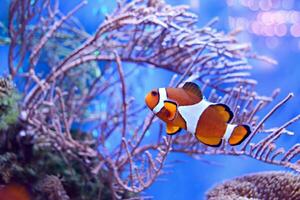 Clownfisch, Amphiprioninae, im Aquarium Panzer mit Riff wie Hintergrund. foto