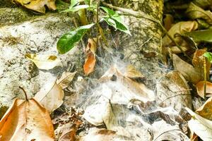 ein Spinne Netz ist auf das Boden im das Wald foto