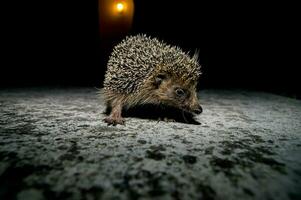 ein Igel ist Gehen auf das Boden beim Nacht foto