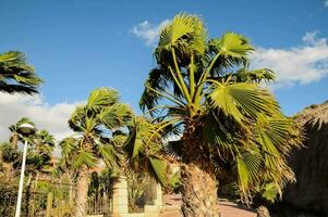Palme Bäume im das Garten foto