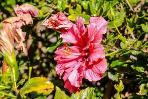 ein Rosa Blume ist Blühen im das Mitte von ein Busch foto