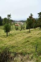 ein Feld mit Bäume und ein Scheune auf das Hügel foto