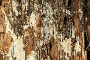 ein schließen oben von ein Holz Panel mit Peeling Farbe foto