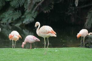 ein Gruppe von Flamingos Stehen auf das Gras in der Nähe von das Wasser foto