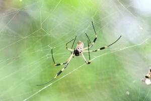 ein Spinne mit Gelb und schwarz Streifen auf es ist Netz foto
