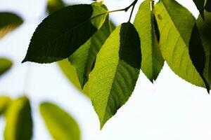 grünes Blatt und Blätter. Obst und Gemüse. Pflanze und Pflanzen. Baum und Bäume. foto