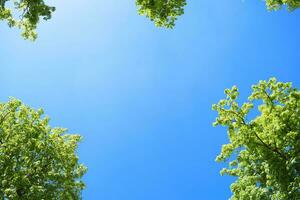 Spitzen von Kastanie Bäume gegen Blau Himmel. foto