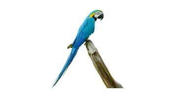 bunt Papagei Ara, exotisch tropisch Vogel mit beschwingt Gefieder, isoliert auf leeren Hintergrund foto