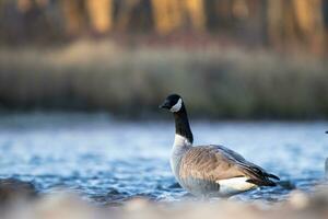 Gans Stehen im Fluss foto