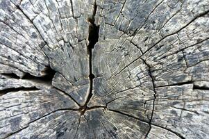 Holz Textur Baum abstrakt Hintergrund Natur organisch foto