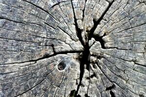 Holz Textur Baum abstrakt Hintergrund Natur organisch foto