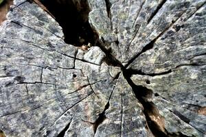 Holz Textur Baum abstrakt Hintergrund Natur organisch foto