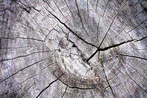 Holz Textur Baum abstrakt Hintergrund Natur organisch foto