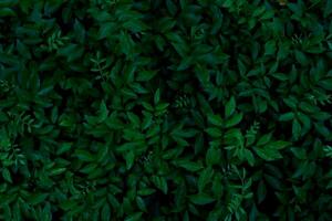 Grün Blätter hintergrund.grün Blätter mit Kopieren Raum.sie sind Farbe Ton dunkel im das Morgen.tropisch Pflanze im Thailand, Umwelt, gut Luft,frisch.Foto Konzept Natur und Pflanze. foto