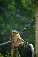 Bild von das Toque Makaken ist ein rötlich braun farbig alt Welt Affe endemisch zu sri Lanka foto