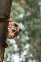 Rhesus Affe Sitzung und suchen um foto