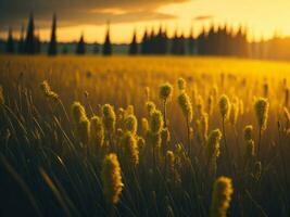 ai generiert abstrakt Sanft Fokus Sonnenuntergang Feld Landschaft von Gelb Blumen und Gras Wiese warm golden Stunde Sonnenuntergang Sonnenaufgang Zeit. still Frühling Sommer- Natur Nahansicht und verschwommen Wald Hintergrund. foto