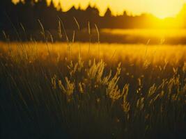 ai generiert abstrakt Sanft Fokus Sonnenuntergang Feld Landschaft von Gelb Blumen und Gras Wiese warm golden Stunde Sonnenuntergang Sonnenaufgang Zeit. still Frühling Sommer- Natur Nahansicht und verschwommen Wald Hintergrund. foto