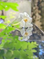 ein Weiß Blume ist reflektiert im ein Pfütze von Wasser foto