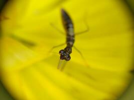 ein hell Grün Heuschrecke auf ein Blume foto