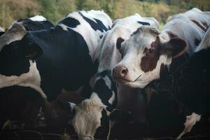 Porträt von ein inländisch schwarz und Weiß Kuh Weiden lassen im ein Feld im das Flandern Region, Belgien foto