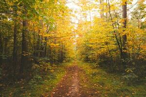 bunt Herbst Wald im groß Kempen National Park, östlichen Belgien während Sonnenuntergang. ein gehen durch das Wildnis im das Flandern Region im November foto