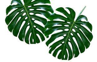 Monstera Blatt, tropisch botanisch Pflanze im stilvoll dekorativ Design isoliert auf leeren Hintergrund foto