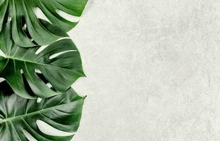 Monstera Blatt, tropisch botanisch Pflanze im stilvoll dekorativ Design isoliert auf leeren Hintergrund foto