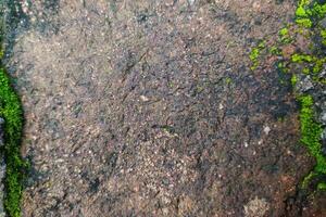 Moos wachsend auf ein Backstein Mauer foto