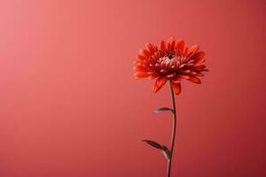 ai generiert Frühling Rosa Hintergrund Blütenblatt isoliert Schönheit Natur Blume Flora frisch Blumen- Botanik foto