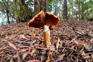 ein Pilz wachsend im das Wald foto