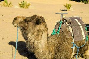 ein Kamel mit ein Sattel gebunden zu es ist zurück foto