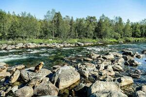 ein Hund auf das Felsen im ein Fluss foto