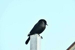 ein schwarz Vogel Sitzung auf oben von ein Pole foto