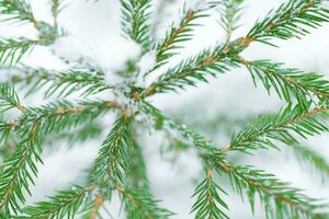 Winter Hintergrund mit Tanne Baum foto