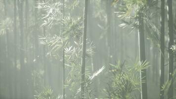 ein heiter Bambus Baum verhüllt im Nebel foto