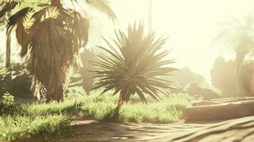 Palme Blatt beleuchtet durch ein Sonne Strahl im das Herz von das Wald foto