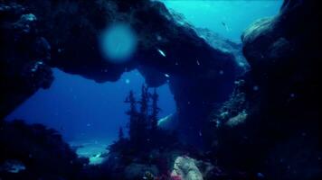 bunt Korallen und exotisch Fische beim das Unterseite von das rot Meer foto