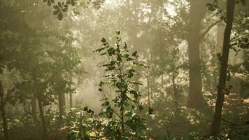 Wald von Bäume beleuchtet durch Sonnenstrahlen durch Nebel foto