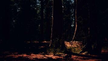 hoch aufragend Riesen im das Park beleuchtet durch Dämmerung foto